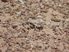 Tympanocryptis intima