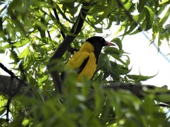Oriolus xanthornus