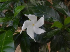 Tabernaemontana divaricata