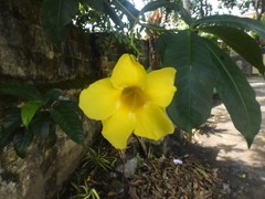 Allamanda cathartica