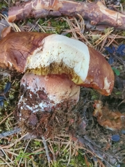 Boletus pinophilus