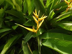 Heliconia psittacorum
