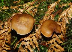 Armillaria hinnulea