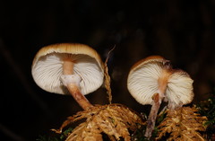 Armillaria hinnulea
