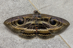 Spirama