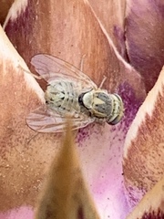 Terellia fuscicornis