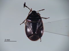 Sehirus cinctus cinctus