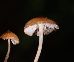 Mycena mulawaestris