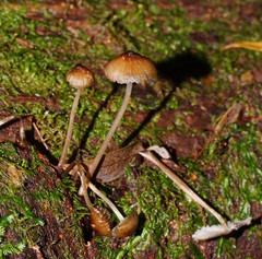 Mycena mulawaestris