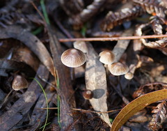 Mycena albidofusca