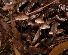 Mycena albidofusca