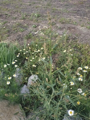 Atriplex intracontinentalis