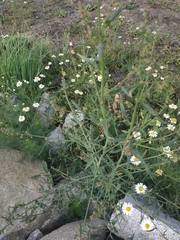 Atriplex intracontinentalis