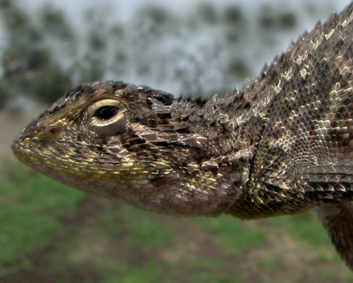 Emerald earless dragon, Tympanocryptis hobsoni