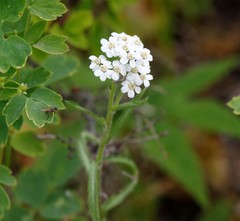 Achillea alpina camtschatica