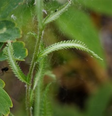 Achillea alpina camtschatica