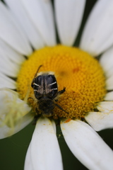 Trichiotinus assimilis