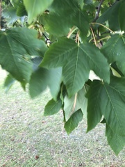 Acer pseudoplatanus