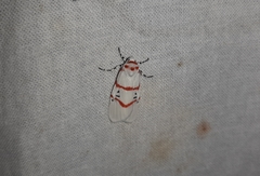 Cyana signa