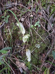 Pterostylis robusta