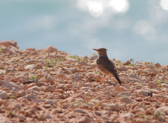 Galerida cristata cypriaca