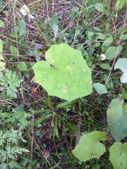 Puccinia poarum
