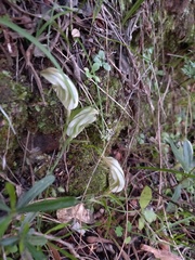 Pterostylis robusta