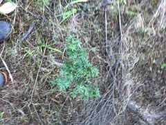 Leucopogon fasciculatus