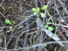 Lobelia anceps