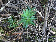 Leucopogon fasciculatus