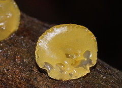 Heterotextus miltinus