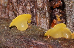 Heterotextus miltinus