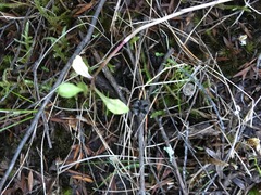 Lobelia anceps