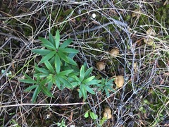 Leucopogon fasciculatus