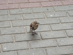 Sturnus vulgaris