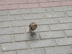 Sturnus vulgaris