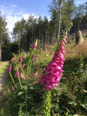Digitalis purpurea