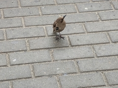 Sturnus vulgaris