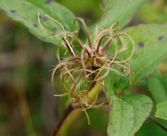 Clematis fusca
