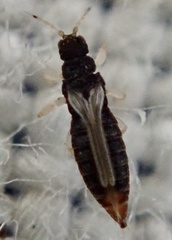 Panchaetothripidae