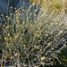 Helichrysum lecomtei - Photo (c) Guy Eric Onjalalaina, some rights reserved (CC BY-NC), uploaded by Guy Eric Onjalalaina