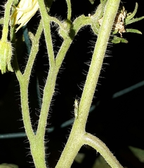 Nesidiocoris tenuis