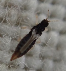 Panchaetothripidae