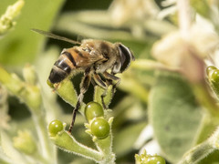 Phytomia incisa