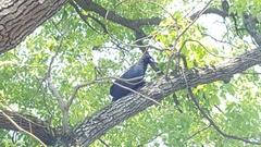 Corvus macrorhynchos