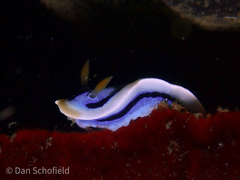 Chromodoris annae