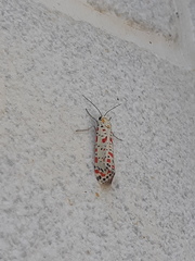Utetheisa pulchella