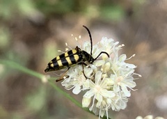Stenostrophia tribalteata