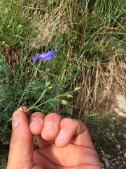 Linum perenne