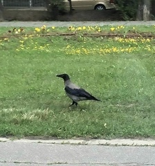 Corvus cornix